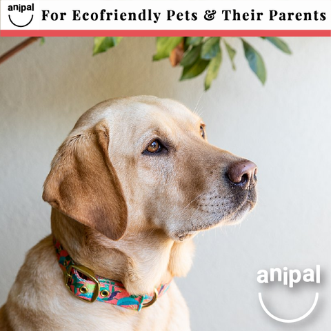 Clancy the Black Cockatoo Dog Collar by Anipal - Microchips Australia
